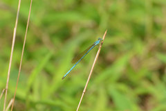 Ceriagrion azureum