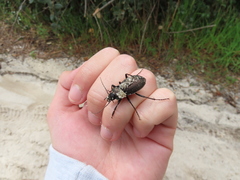 Carabus lusitanicus