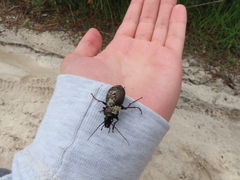 Carabus lusitanicus