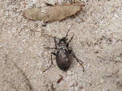 Carabus lusitanicus