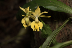 Calanthe hsinchuensis