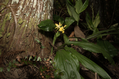 Calanthe hsinchuensis