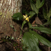 Calanthe hsinchuensis - Photo (c) CHUNG CHANG-LIN, algunos derechos reservados (CC BY-NC), subido por CHUNG CHANG-LIN