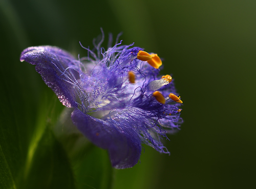 Crested Dewdrop (Cyanotis cristata)