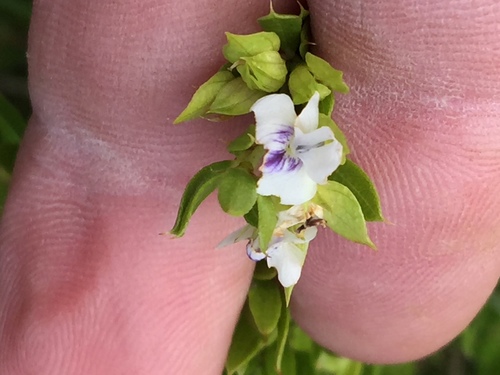 Image of Psoralea heterosepala by (c) Dave U, some rights reserved (CC BY-SA)