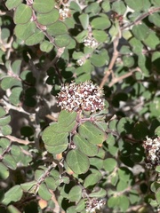 Euphorbia tomentulosa