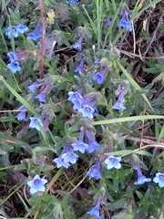 Glandora diffusa