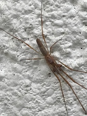 Tetragnatha versicolor