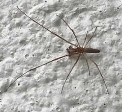 Tetragnatha versicolor