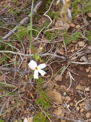 Jamesbrittenia pinnatifida