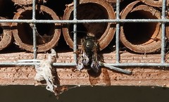Osmia bicornis