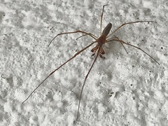 Tetragnatha versicolor