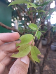 Plinia cauliflora