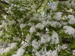 Chionanthus retusus