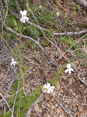 Jamesbrittenia pinnatifida