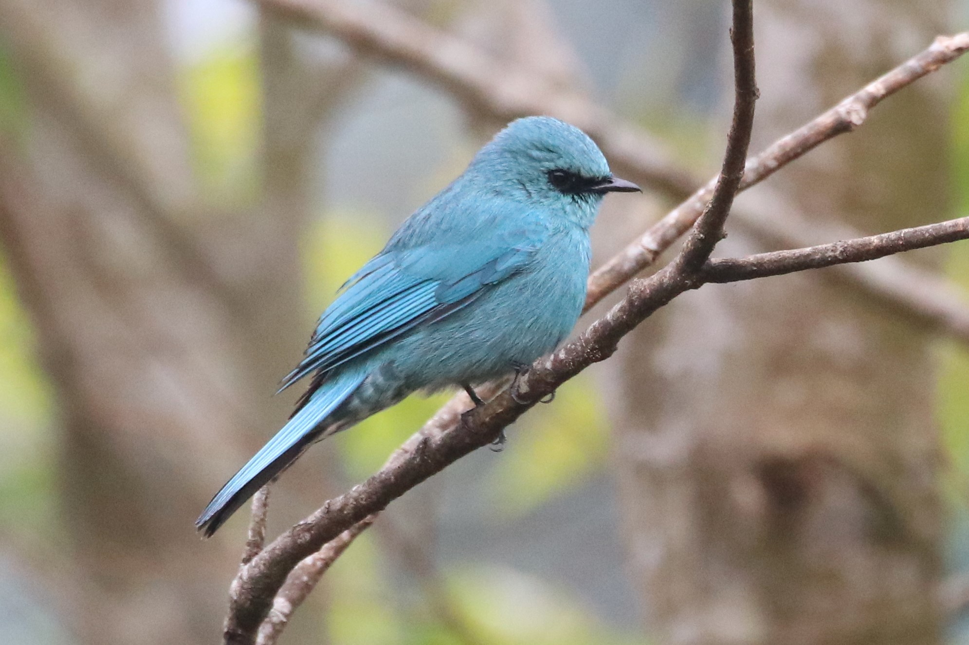 Verditer Flycatcher (Eumyias thalassinus)