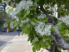 Chionanthus retusus