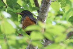 Turdus dissimilis