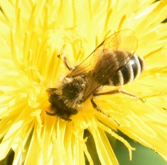 Andrena flavipes