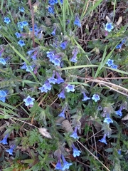 Glandora diffusa