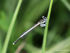 Platycnemis dealbata