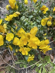 Viola × wittrockiana