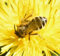 Andrena flavipes