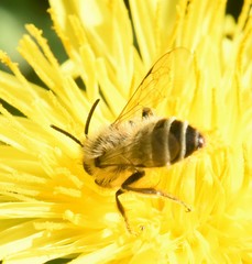 Andrena flavipes