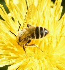 Andrena flavipes
