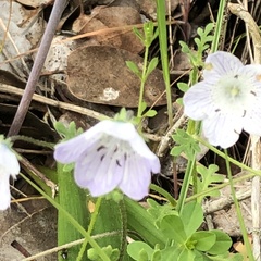 Nemophila maculata