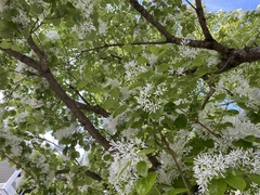 Chionanthus retusus