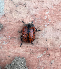 Chrysolina variolosa