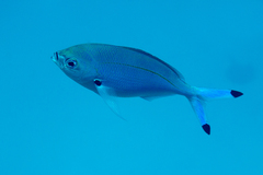 Caesio lunaris