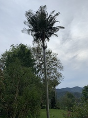 Ceroxylon quindiuense