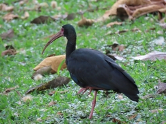 Phimosus infuscatus