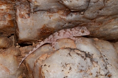 Pachydactylus haackei