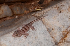 Pachydactylus haackei
