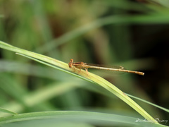 Platycnemis dealbata