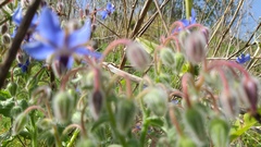 Borago officinalis