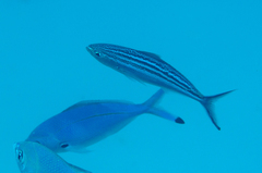 Caesio striata