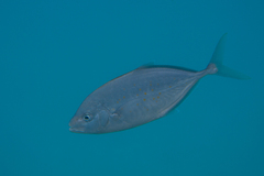 Flavocaranx bajad