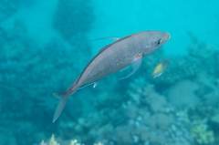 Flavocaranx bajad
