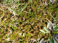 Bryopsida