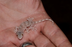 Pachydactylus haackei
