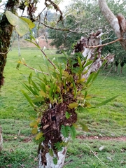 Nidema