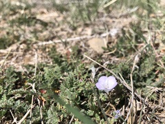 Phacelia douglasii