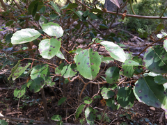 Azara petiolaris