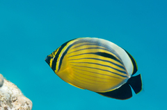 Chaetodon austriacus