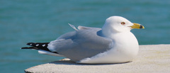 Larus delawarensis