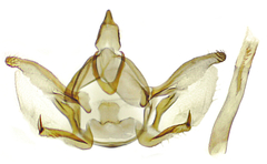 Glaucina denticularia